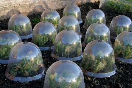 Get Your Garden Growing Early Image